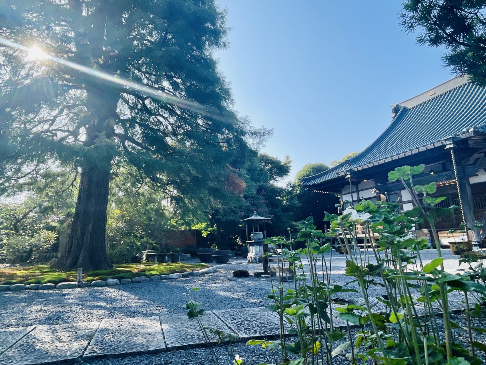 東京都青梅市の金剛山玉泉寺の境内。手入れされた庭園と古木が調和し、秋の光が差し込む穏やかな風景。能登半島地震チャリティーコンサートの会場となる歴史あるお寺の美しい情景。
