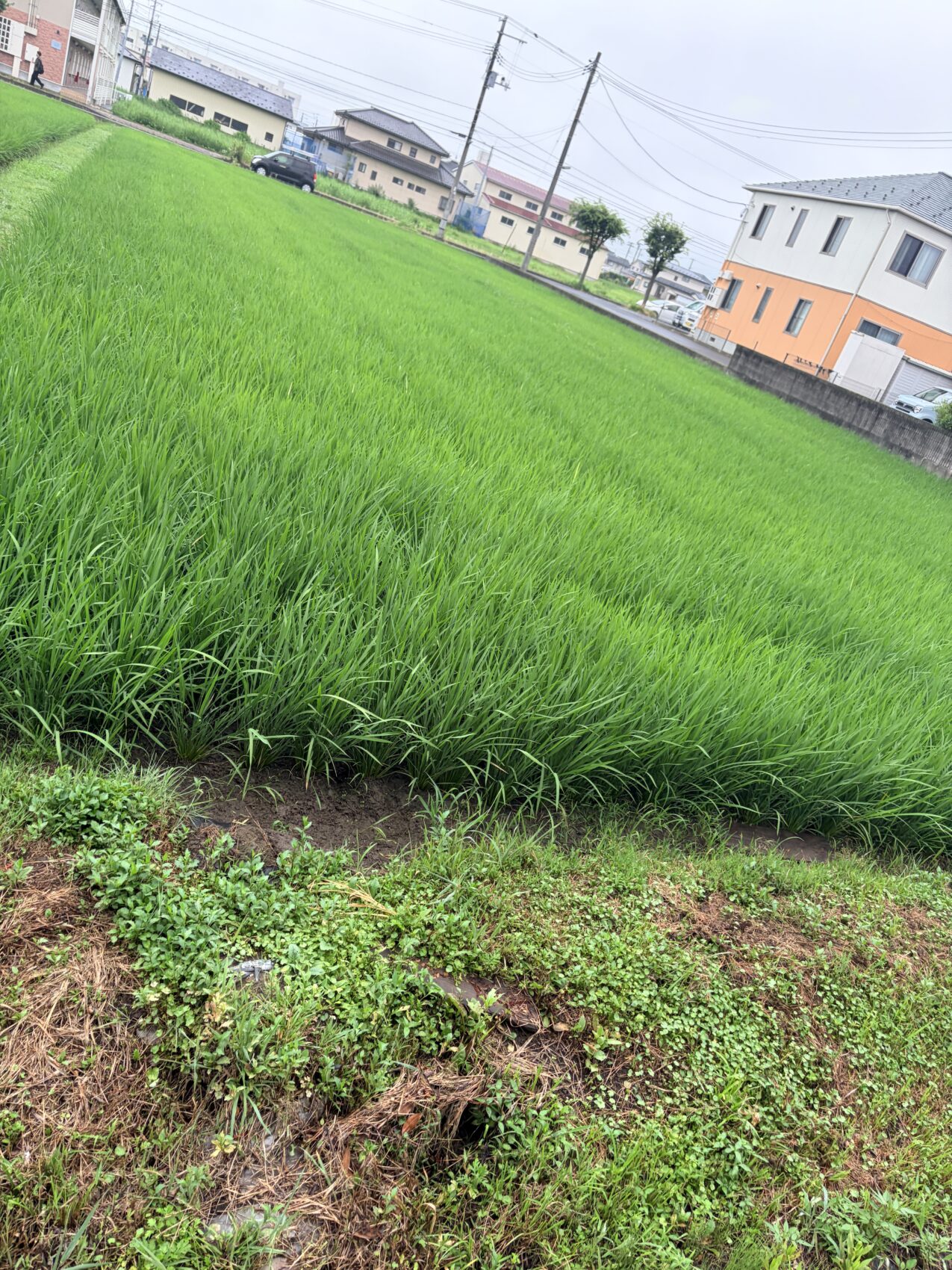 かつて田んぼの中の一流ホールと呼ばれた加美町の中新田バッハホールの周辺風景